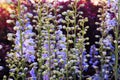 Baptisia australis, commonly known as blue wild indigo or blue false indigo at purple sunset in the garden Royalty Free Stock Photo