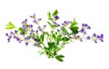 Baptisia bundle Royalty Free Stock Photo