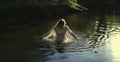 Baptism. Beautiful young woman in white dress, half body in water in the forest