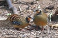 Bar-backed Partridge Arborophila brunneopectus Beautiful Birds of Thailand Royalty Free Stock Photo