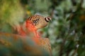 Bar-backed partridge, Arborophila brunneopectus, bird in the nature habitat. Quail sitting in the grass. Partridge from southweste Royalty Free Stock Photo