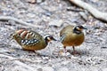 Bar-backed Partridge bird Royalty Free Stock Photo