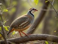 Bar-backed Partridge perched on a tree branch in a natural forest setting, showcasing its vivid plumage and sharp markings in soft Royalty Free Stock Photo