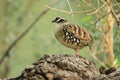 Bar-backed partridge Royalty Free Stock Photo