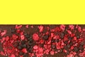 Bar of black chocolate with pieces of red raspberries isolated on yellow background Royalty Free Stock Photo