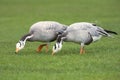 Bar-headed Geese