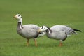 Bar-headed Geese