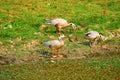 Bar headed geese, Anser indicus, Kaziranga National Park, Assam