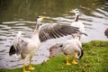 Bar-headed geese