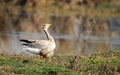 Bar headed Geese with beautiful pose