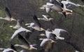 Bar Headed Geese