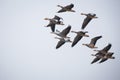 Bar headed geese flock