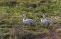 Bar-headed Geese on green grass,Chambal River,Rajasthan,India Royalty Free Stock Photo