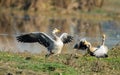 Bar headed Geese posing