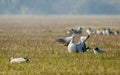 Bar headed Geese with wings stretched.