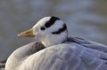 Bar-headed Goose Royalty Free Stock Photo