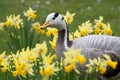 The Bar-headed Goose Royalty Free Stock Photo