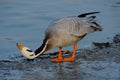 Bar-headed Goose Royalty Free Stock Photo