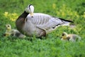 Bar-headed goose Royalty Free Stock Photo