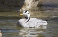 Bar-headed Goose Royalty Free Stock Photo