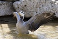 Bar-headed Goose Royalty Free Stock Photo