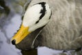 Bar-headed goose (Anser Indicus) Royalty Free Stock Photo