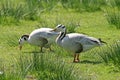 The Bar-headed Goose (Anser indicus)