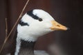 Bar-headed goose Anser indicus. Royalty Free Stock Photo