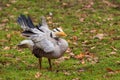 Bar-headed Goose - Anser indicus Royalty Free Stock Photo