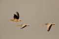 Bar Headed Goose, Anser Indicus at Bhigwan