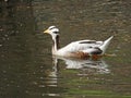 Bar-headed goose:The bar-headed goose Anser indicus is a goose that breeds in Central Asia in colonies of thousands near mountain Royalty Free Stock Photo