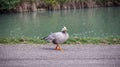 A Bar-headed Goose, Anser indicus, in the city park. Bologna, Italy Royalty Free Stock Photo