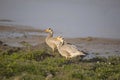 Bar Headed Goose, Anser indicus, Kaziranga Tiger Reserve Royalty Free Stock Photo