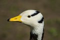 Bar-headed goose / Anser indicus Royalty Free Stock Photo