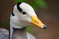 Bar-headed goose Anser Indicus, portrayed in a national park