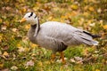 Bar-headed goose (Anser indicus) Royalty Free Stock Photo