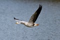 The bar-headed goose, Anser indicus seen in English Garden in Munich Royalty Free Stock Photo