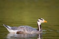 Bar-headed goose, Anser indicus, single bird swims on the lake