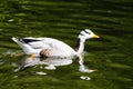 Bar-headed Goose Royalty Free Stock Photo