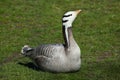 Bar-headed goose (Anser indicus). Royalty Free Stock Photo