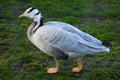 Bar-headed goose (Anser indicus). Royalty Free Stock Photo