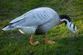 Bar-headed goose (Anser indicus). Royalty Free Stock Photo