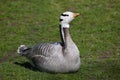 Bar-headed goose (Anser indicus). Royalty Free Stock Photo
