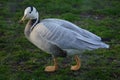 Bar-headed goose Anser indicus Royalty Free Stock Photo