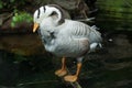 Bar-headed goose Anser indicus Royalty Free Stock Photo