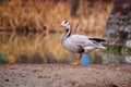 Bar headed goose Royalty Free Stock Photo