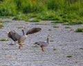 Bar Headed Goose