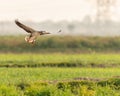 Bar Headed Goose