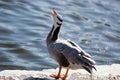 Bar-headed Goose, Eulabeia indica, Anser indicus