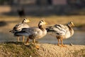 Bar headed goose family or flock in an open field or grassland during winter migration at forest of cental india - anser indicus Royalty Free Stock Photo